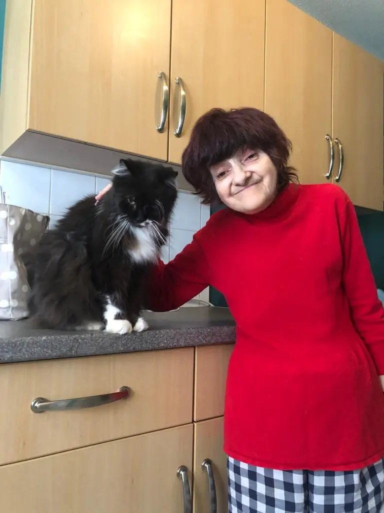 cat-2